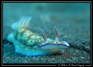 Risbecia tryoni smiling ? by Raoul Caprez 